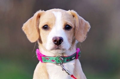 Gwenny, Beagle/JackRusselMix Welpen - Hündin