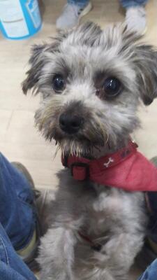 Gypsy, Mischling - Hündin