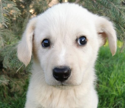 Gyuszi, Welpen - Rüde