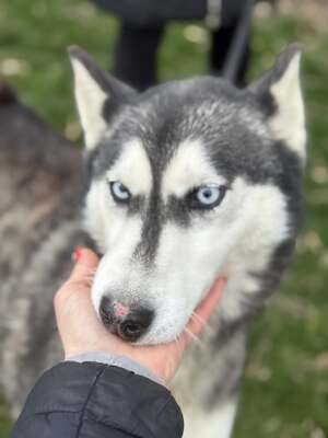 💙 HÉDI wunderschöne Husky-Mix-Hündin sucht 💙, Husky-Mischling - Hündin