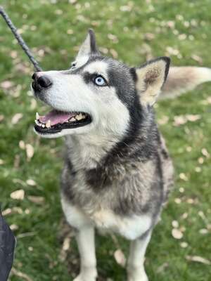 💙 HÉDI wunderschöne Husky-Mix-Hündin sucht 💙, Husky-Mischling - Hündin