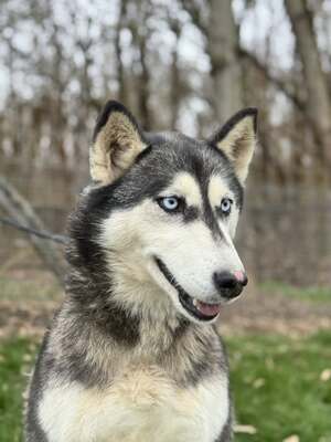 💙 HÉDI wunderschöne Husky-Mix-Hündin sucht 💙, Husky-Mischling - Hündin