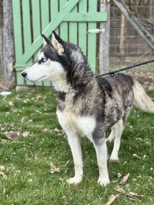 💙 HÉDI wunderschöne Husky-Mix-Hündin sucht 💙, Husky-Mischling - Hündin