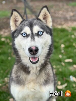 💙 HÉDI wunderschöne Husky-Mix-Hündin sucht 💙