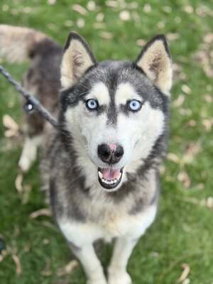 💙 HÉDI wunderschöne Husky-Mix-Hündin sucht 💙, Husky-Mix - Hündin