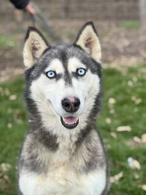 💙 HÉDI wunderschöne Husky-Mix-Hündin sucht 💙, Husky-Mix - Hündin