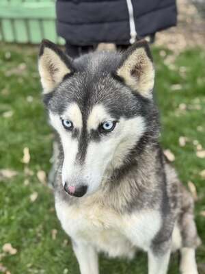 💙 HÉDI wunderschöne Husky-Mix-Hündin sucht 💙, Husky-Mix - Hündin