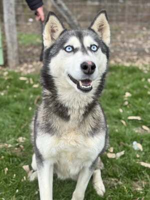 💙 HÉDI wunderschöne Husky-Mix-Hündin sucht 💙, Husky-Mix - Hündin