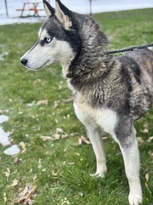 💙 HÉDI wunderschöne Husky-Mix-Hündin sucht 💙, Husky-Mix - Hündin