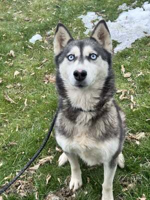 💙 HÉDI wunderschöne Husky-Mix-Hündin sucht 💙, Husky-Mix - Hündin