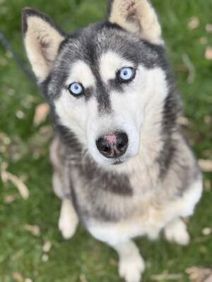 💙 HÉDI wunderschöne Husky-Mix-Hündin sucht 💙, Mischling - Hündin