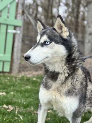 💙 HÉDI wunderschöne Husky-Mix-Hündin sucht 💙, Mischling - Hündin