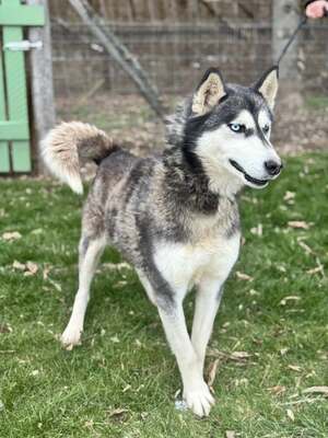 💙 HÉDI wunderschöne Husky-Mix-Hündin sucht 💙, Mischling - Hündin
