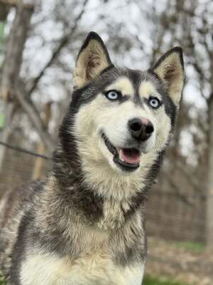 💙 HÉDI wunderschöne Husky-Mix-Hündin sucht 💙, Mischling - Hündin