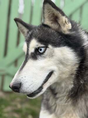 💙 HÉDI wunderschöne Husky-Mix-Hündin sucht 💙, Mischling - Hündin