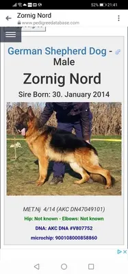 H, Deutscher Schäferhund Welpen - Hündin