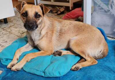 HALA, Mischling - Hündin