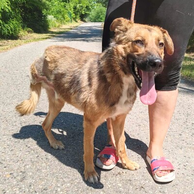 🥰HANDICAPHUND Django Schäferhund- Mischling ist sehr freundlich, liebt alle Menschen, Kinder und Hunde 💥, Schäferhund- Mischling - Rüde
