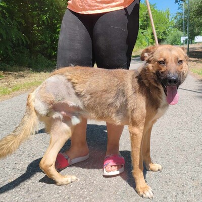 🥰HANDICAPHUND Django Schäferhund- Mischling ist sehr freundlich, liebt alle Menschen, Kinder und Hunde 💥, Schäferhund- Mischling - Rüde