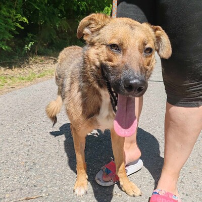 🥰HANDICAPHUND Django Schäferhund- Mischling ist sehr freundlich, liebt alle Menschen, Kinder und Hunde 💥, Schäferhund- Mischling - Rüde