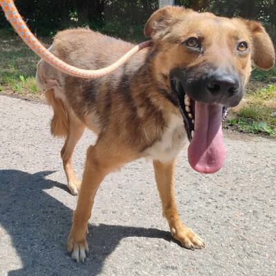 🥰HANDICAPHUND Django Schäferhund- Mischling ist sehr freundlich, liebt alle Menschen, Kinder und Hunde 💥, Schäferhund- Mischling - Rüde