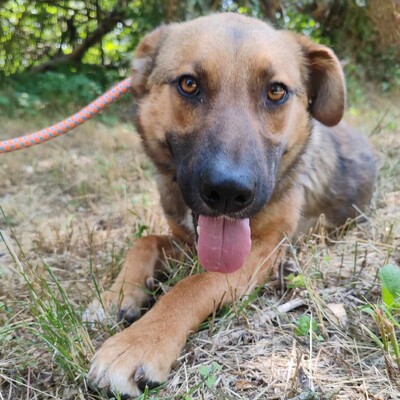 🥰HANDICAPHUND Django Schäferhund- Mischling ist sehr freundlich, liebt alle Menschen, Kinder und Hunde 💥, Schäferhund- Mischling - Rüde