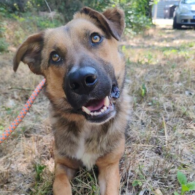 🥰HANDICAPHUND Django Schäferhund- Mischling ist sehr freundlich, liebt alle Menschen, Kinder und Hunde 💥, Schäferhund- Mischling - Rüde