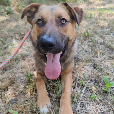 🥰HANDICAPHUND Django Schäferhund- Mischling ist sehr freundlich, liebt alle Menschen, Kinder und Hunde 💥, Schäferhund- Mischling - Rüde