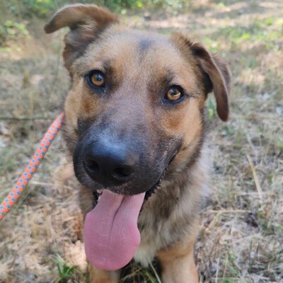 🥰HANDICAPHUND Django Schäferhund- Mischling ist sehr freundlich, liebt alle Menschen, Kinder und Hunde 💥, Schäferhund- Mischling - Rüde