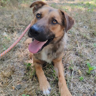 🥰HANDICAPHUND Django Schäferhund- Mischling ist sehr freundlich, liebt alle Menschen, Kinder und Hunde 💥, Schäferhund- Mischling - Rüde