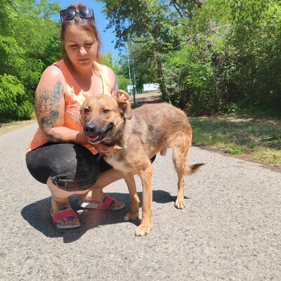 🥰HANDICAPHUND Django Schäferhund- Mischling ist sehr freundlich, liebt alle Menschen, Kinder und Hunde 💥, Schäferhund- Mischling - Rüde