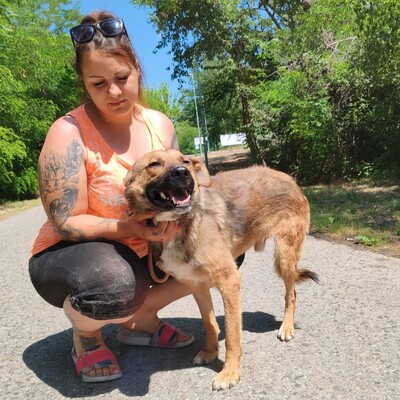 🥰HANDICAPHUND Django Schäferhund- Mischling ist sehr freundlich, liebt alle Menschen, Kinder und Hunde 💥, Schäferhund- Mischling - Rüde