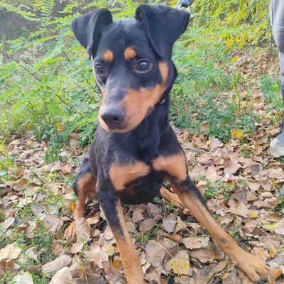 🐶HANDICAPHUND Semir ist blind (er kann möglicherweise Schatten sehen), passt sich aber sehr schnell und geschickt seiner Umgebung an 💥, Pinscher- Mischling - Rüde