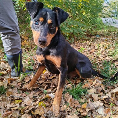 🐶HANDICAPHUND Semir ist blind (er kann möglicherweise Schatten sehen), passt sich aber sehr schnell und geschickt seiner Umgebung an 💥, Pinscher- Mischling - Rüde