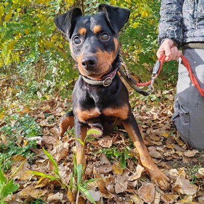 🐶HANDICAPHUND Semir ist blind (er kann möglicherweise Schatten sehen), passt sich aber sehr schnell und geschickt seiner Umgebung an 💥, Pinscher- Mischling - Rüde