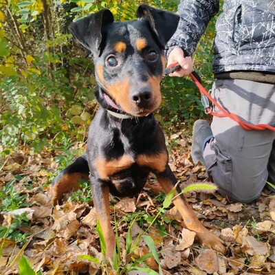 🐶HANDICAPHUND Semir ist blind (er kann möglicherweise Schatten sehen), passt sich aber sehr schnell und geschickt seiner Umgebung an 💥, Pinscher- Mischling - Rüde