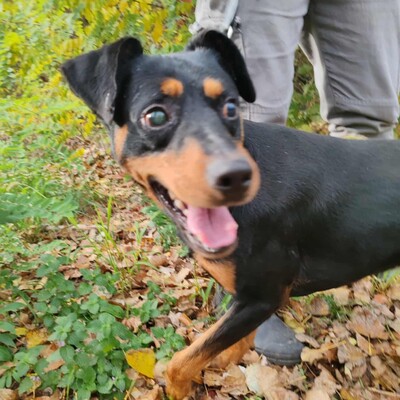 🐶HANDICAPHUND Semir ist blind (er kann möglicherweise Schatten sehen), passt sich aber sehr schnell und geschickt seiner Umgebung an 💥, Pinscher- Mischling - Rüde