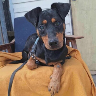 🐶HANDICAPHUND Semir ist blind (er kann möglicherweise Schatten sehen), passt sich aber sehr schnell und geschickt seiner Umgebung an 💥, Pinscher- Mischling - Rüde