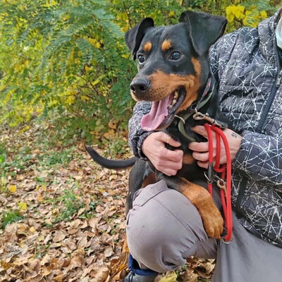 🐶HANDICAPHUND Semir ist blind (er kann möglicherweise Schatten sehen), passt sich aber sehr schnell und geschickt seiner Umgebung an 💥, Pinscher- Mischling - Rüde
