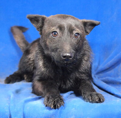 HANNI - R E S E R V I E R T !!!!! sehr freundlich und fröhlich, anhänglich, neugierig, lebhaft, klug, Mischling (Video auf HP) - Hündin