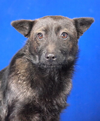 HANNI - R E S E R V I E R T !!!!! sehr freundlich und fröhlich, anhänglich, neugierig, lebhaft, klug, Mischling (Video auf HP) - Hündin