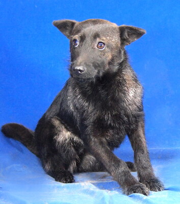 HANNI - R E S E R V I E R T !!!!! sehr freundlich und fröhlich, anhänglich, neugierig, lebhaft, klug, Mischling (Video auf HP) - Hündin