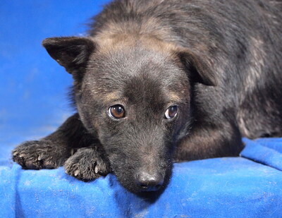 HANNI - R E S E R V I E R T !!!!! sehr freundlich und fröhlich, anhänglich, neugierig, lebhaft, klug, Mischling (Video auf HP) - Hündin