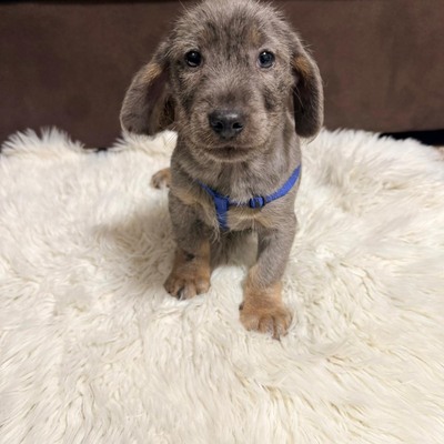 HANS- lieber Dackel-Mischlings-Bub sucht...