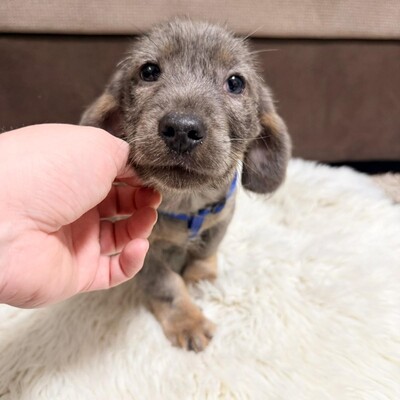 HANS- lieber Dackel-Mischlings-Bub sucht..., Dackel-Mischling - Rüde