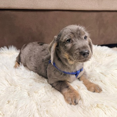 HANS- lieber Dackel-Mischlings-Bub sucht..., Dackel-Mischling - Rüde