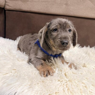 HANS- lieber Dackel-Mischlings-Bub sucht..., Dackel-Mischling - Rüde