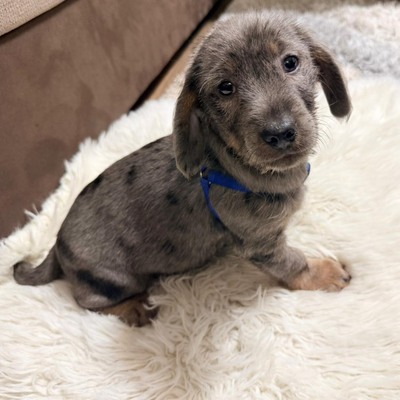 HANS- lieber Dackel-Mischlings-Bub sucht..., Dackel-Mischling - Rüde