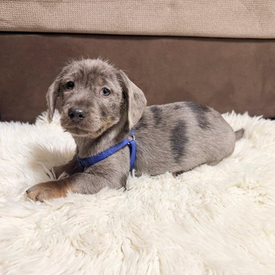 HANS- lieber Dackel-Mischlings-Bub sucht..., Dackel-Mischling - Rüde