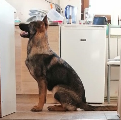 HAPPY, Deutscher Schäferhund Welpen - Hündin